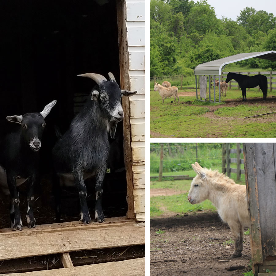 Friendly Farm Animals At The Historic Round Barn & Farm Market