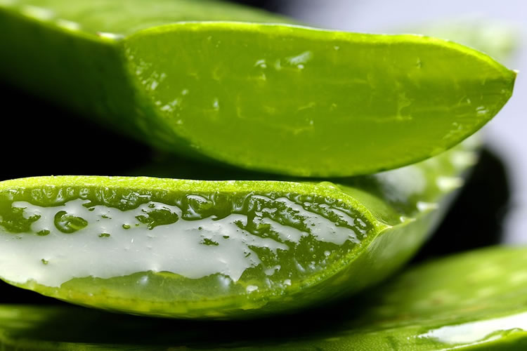 The Benefits Of Aloe Vera For Gut Health