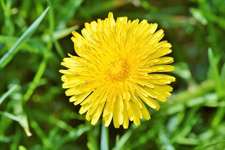 benefits dandelion root For Gut Health